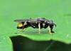 Xylota sylvarum
